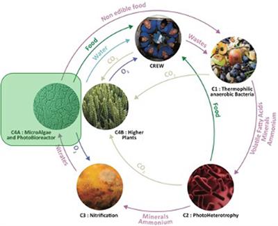Implementation of an automated process for Limnospira indica harvesting and culture medium recycling for space applications